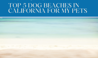 Top 5 Dog Beaches in California for My Pets