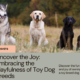 Uncover the Joy: Embracing the Playfulness of Toy Dog Breeds