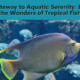 Your Gateway to Aquatic Serenity: Embrace the Wonders of Tropical Fish