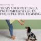 Train Your Pet Like a Pro: Insider Secrets for Effective Training