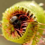 Carnivorous Plants: The Fascinating World of Meat-Eating Plants