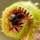 Carnivorous Plants: The Fascinating World of Meat-Eating Plants