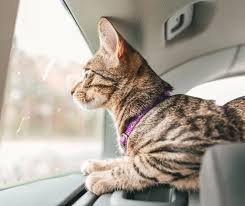 5 Tips for Stress-Free Pet Travels