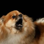 Long Beach Dog Trainers Taking On Leash Pulling and Reactive Behaviors