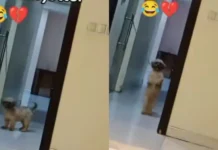 Nigerian Man Surprised by Dog Joining Brain Jotter Dance Challenge Nigerian Man Surprised by Dog Joining Brain Jotter Dance Challenge