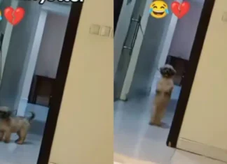 Nigerian Man Surprised by Dog Joining Brain Jotter Dance Challenge Nigerian Man Surprised by Dog Joining Brain Jotter Dance Challenge