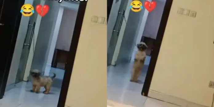 Nigerian Man Surprised by Dog Joining Brain Jotter Dance Challenge