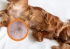 How to Get Rid of Dog Pimples: 10 Effective Treatments Approved by Vets How to Get Rid of Dog Pimples: 10 Effective Treatments Approved by Vets