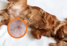 How to Get Rid of Dog Pimples: 10 Effective Treatments Approved by Vets How to Get Rid of Dog Pimples: 10 Effective Treatments Approved by Vets