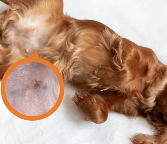 How to Get Rid of Dog Pimples: 10 Effective Treatments Approved by Vets How to Get Rid of Dog Pimples: 10 Effective Treatments Approved by Vets
