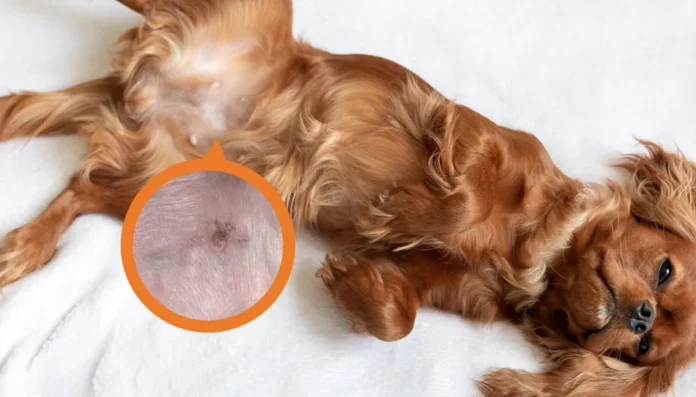 How to Get Rid of Dog Pimples: 10 Effective Treatments Approved by Vets