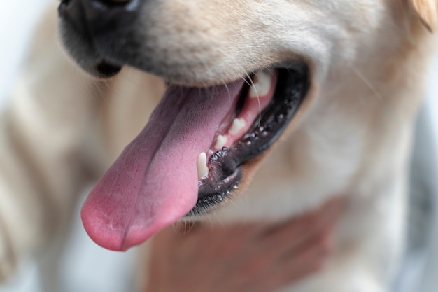 Close up cute dog with tongue out