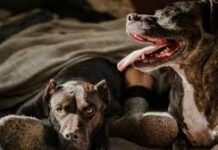 Ghaziabad: Two Pet Dogs Attacked with Knife in Khoda, FIR Filed Ghaziabad: Two Pet Dogs Attacked with Knife in Khoda, FIR Filed