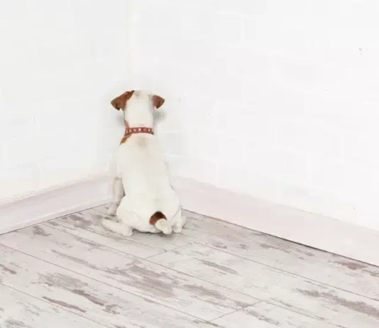 Why Does My Dog Stare at the Wall? 5 Vet-Approved Explanations Why Does My Dog Stare at the Wall? 5 Vet-Approved Explanations