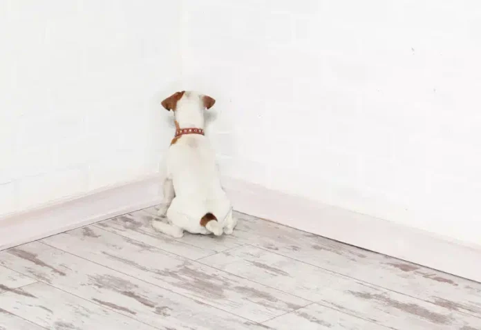 Why Does My Dog Stare at the Wall? 5 Vet-Approved Explanations