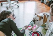 The 4 Reasons Why Dogs Like Socks The 4 Reasons Why Dogs Like Socks