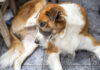 Swollen Dog Vulva: 5 Potential Causes and When to Seek Veterinary Help Swollen Dog Vulva: 5 Potential Causes and When to Seek Vet