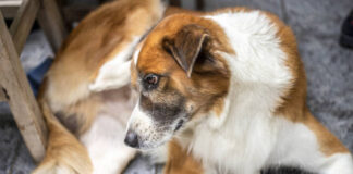 Swollen Dog Vulva: 5 Potential Causes and When to Seek Veterinary Help Swollen Dog Vulva: 5 Potential Causes and When to Seek Vet