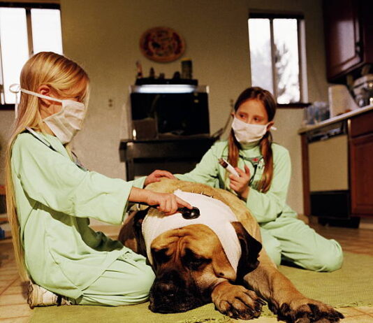 How to Treat Mosquito Bites on Dogs: 5 Vet-Approved Options How to Treat Mosquito Bites on Dogs: 5 Vet-Approved Options