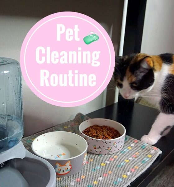 Daily Cleaning Routine for Pets
