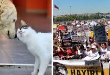 Turkey’s Stray Dog Bill Raises Concerns Over Euthanasia Turkey's Stray Dog Bill Raises Concerns Over Euthanasia