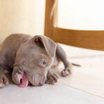 Coprophagia in Dogs: Understanding and Managing Poop Eating Coprophagia in Dogs: Understanding and Managing Poop Eating