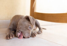 Coprophagia in Dogs: Understanding and Managing Poop Eating Coprophagia in Dogs: Understanding and Managing Poop Eating