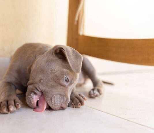 Coprophagia in Dogs: Understanding and Managing Poop Eating Coprophagia in Dogs: Understanding and Managing Poop Eating