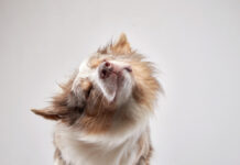 Reasons Why Dogs Shake Their Head Reasons Why Dogs Shake Their Head