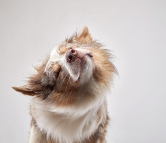 Reasons Why Dogs Shake Their Head Reasons Why Dogs Shake Their Head