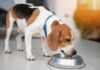 Dog Hydration Tips: 11 Vet-Approved Ways to Get Your Dog to Drink More Water Dog Hydration Tips