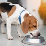 Dog Hydration Tips