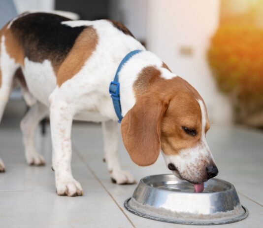 Dog Hydration Tips: 11 Vet-Approved Ways to Get Your Dog to Drink More Water Dog Hydration Tips