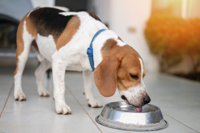 Dog Hydration Tips