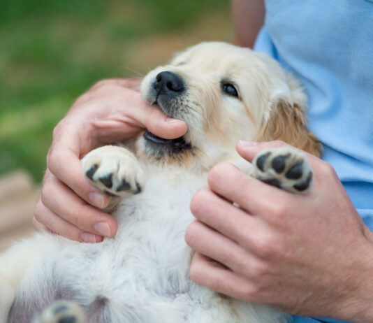 Why Does My Dog Nibble on My Other Dog? 6 Vet-Reviewed Reasons Why Does My Dog Nibble on My Other Dog? 6 Vet-Reviewed Reasons