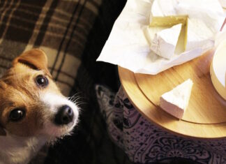 Why Do Dogs Crave Cheese? Vet-Reviewed Insights & Advice Why Do Dogs Crave Cheese? Vet-Reviewed Insights & Advice