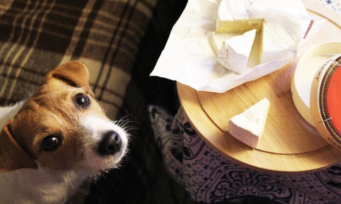 Why Do Dogs Crave Cheese? Vet-Reviewed Insights & Advice