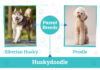 Huskydoodle Overview: Characteristics, Care, and Fun Facts Huskydoodle Overview: Characteristics Care and Fun Facts
