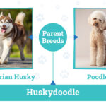 Huskydoodle Overview: Characteristics Care and Fun Facts