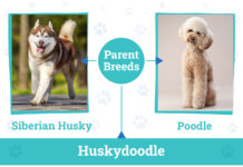 Huskydoodle Overview: Characteristics, Care, and Fun Facts Huskydoodle Overview: Characteristics Care and Fun Facts