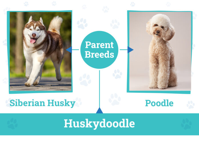 Huskydoodle Overview: Characteristics Care and Fun Facts