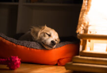 Why Does My Dog Bark in His Sleep? Understanding Canine Dreaming Behavior Why Does My Dog Bark in His Sleep? Understanding Canine Dreaming Behavior