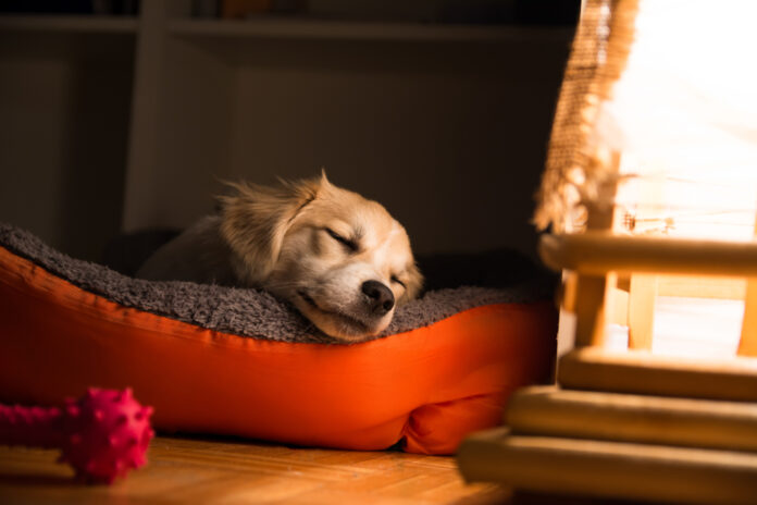 Why Does My Dog Bark in His Sleep? Understanding Canine Dreaming Behavior