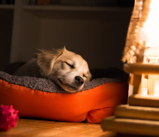 Why Do Dogs Cry in Their Sleep? 4 Expert-Reviewed Reasons Why Do Dogs Cry in Their Sleep? 4 Expert-Reviewed Reasons