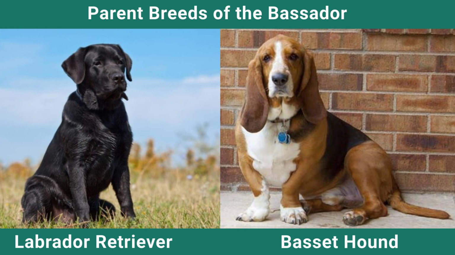 Bassador (Labrador Retriever & Basset Hound Mix): The Ultimate Guide
