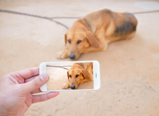Midnight Pet Emergencies: Talk to a Vet Now Midnight Pet Emergencies: Talk to a Vet Now