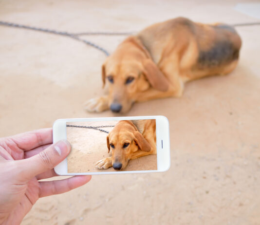 Midnight Pet Emergencies: Talk to a Vet Now Midnight Pet Emergencies: Talk to a Vet Now