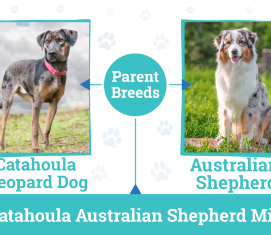 Catahoula Australian Shepherd Mix: Ultimate Guide to Care and Characteristics Catahoula Australian Shepherd Mix: Ultimate Guide to Care and Characteristics
