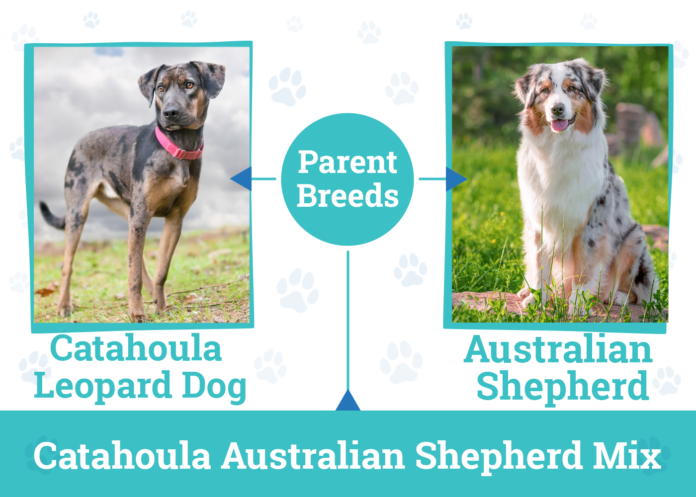 Catahoula Australian Shepherd Mix: Ultimate Guide to Care and Characteristics