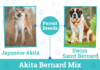 Akita Bernard: A Comprehensive Guide Akita Bernard: A Comprehensive Guide